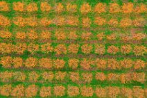 AERIAL ART - fruit trees - Niederkassel - Germany AERIAL ART - fruit trees - Niederkassel - Germany.jpg