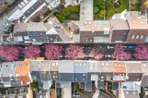 AERIAL ART - CHERRY BLOSSOM 2021 in Old City BONN - Germany 89 AERIAL ART - CHERRY BLOSSOM 2021 in Old City BONN - Germany 89.jpg