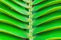 Palm leaf - near Everglades City - Florida - USA Palm leaf - near Everglades City - Florida - USA.jpg