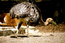 Animal_Slide_Scan_07