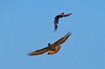 Dogfight between buzzard and crow - Troisdorf - Germany 03 Dogfight between buzzard and crow - Troisdorf - Germany 03.jpg