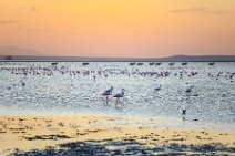 Flamingos in Lake Amboseli during sunset - Amboseli National Park - Kenya 011 Flamingos in Lake Amboseli during sunset - Amboseli National Park - Kenya 011