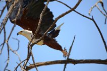 AFRICAN FISH EAGLE - HALIAEETUS VOCIFER - MASAI MARA - KENYA 3