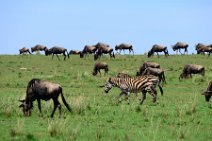 WILDERBEASTS AND ZEBRAS IN THE MASAI MARA - KENYA 5