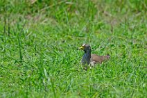 AFRICAN WATTLED LAPWING (KIEBITZ) - VANELLUS SENEGALLUS - MASAI MARA - KENYA