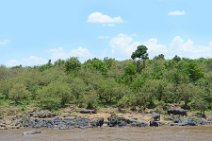 HIPPOS AT THE MARA RIVER - MASAI MARA - KENYA