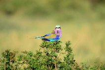 LILAC BREASTED ROLLER - CORACIAS CAUDATA - MASAI MARA - KENYA 6