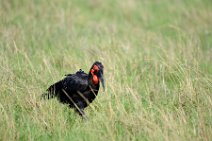 SOUTHERN GROUND HORNBILL - BUCOVERUS LEADBEATERI - MASAI MARA - KENYA 2