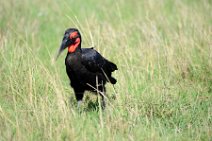 SOUTHERN GROUND HORNBILL - BUCOVERUS LEADBEATERI - MASAI MARA - KENYA 3