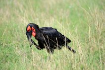 SOUTHERN GROUND HORNBILL - BUCOVERUS LEADBEATERI - MASAI MARA - KENYA 4