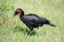 SOUTHERN GROUND HORNBILL - BUCOVERUS LEADBEATERI - MASAI MARA - KENYA 5