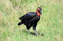 SOUTHERN GROUND HORNBILL - BUCOVERUS LEADBEATERI - MASAI MARA - KENYA 6