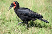 SOUTHERN GROUND HORNBILL - BUCOVERUS LEADBEATERI - MASAI MARA - KENYA 7