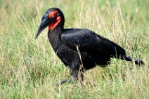 SOUTHERN GROUND HORNBILL - BUCOVERUS LEADBEATERI - MASAI MARA - KENYA 8
