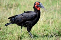SOUTHERN GROUND HORNBILL - BUCOVERUS LEADBEATERI - MASAI MARA - KENYA 9