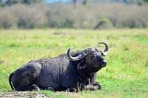 WATER BUFFALO - MASAI MARA - KENYA 8