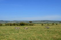 ZEBRAS - MASAI MARA - KENYA 56